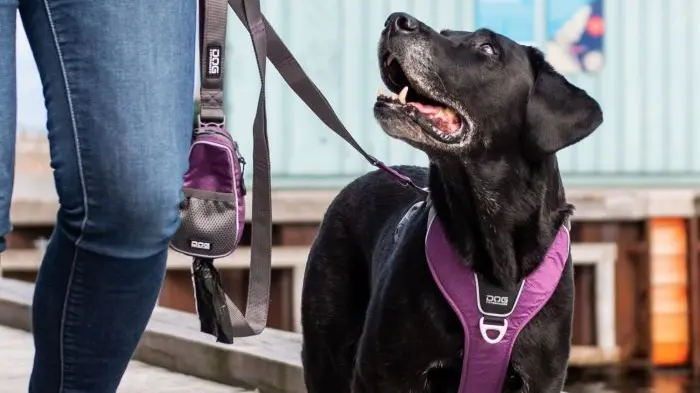 A dog wearing a two-point harness