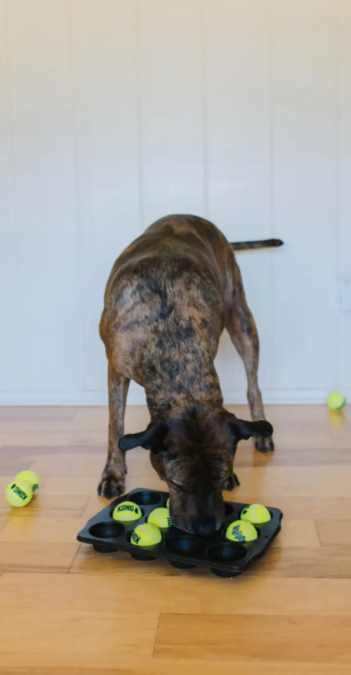 A picture of a dog searching for treats under the toys in a muffin tin