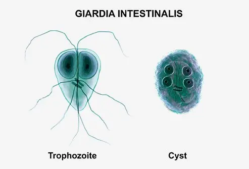 Giardia Intestinalis life phases (throphozoite and cyst)
