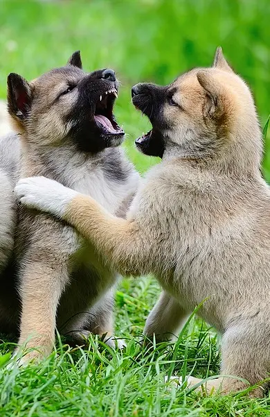 Two puppies playing