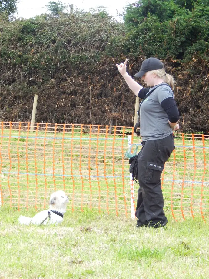 A picture of Jenny Treanor training a dog